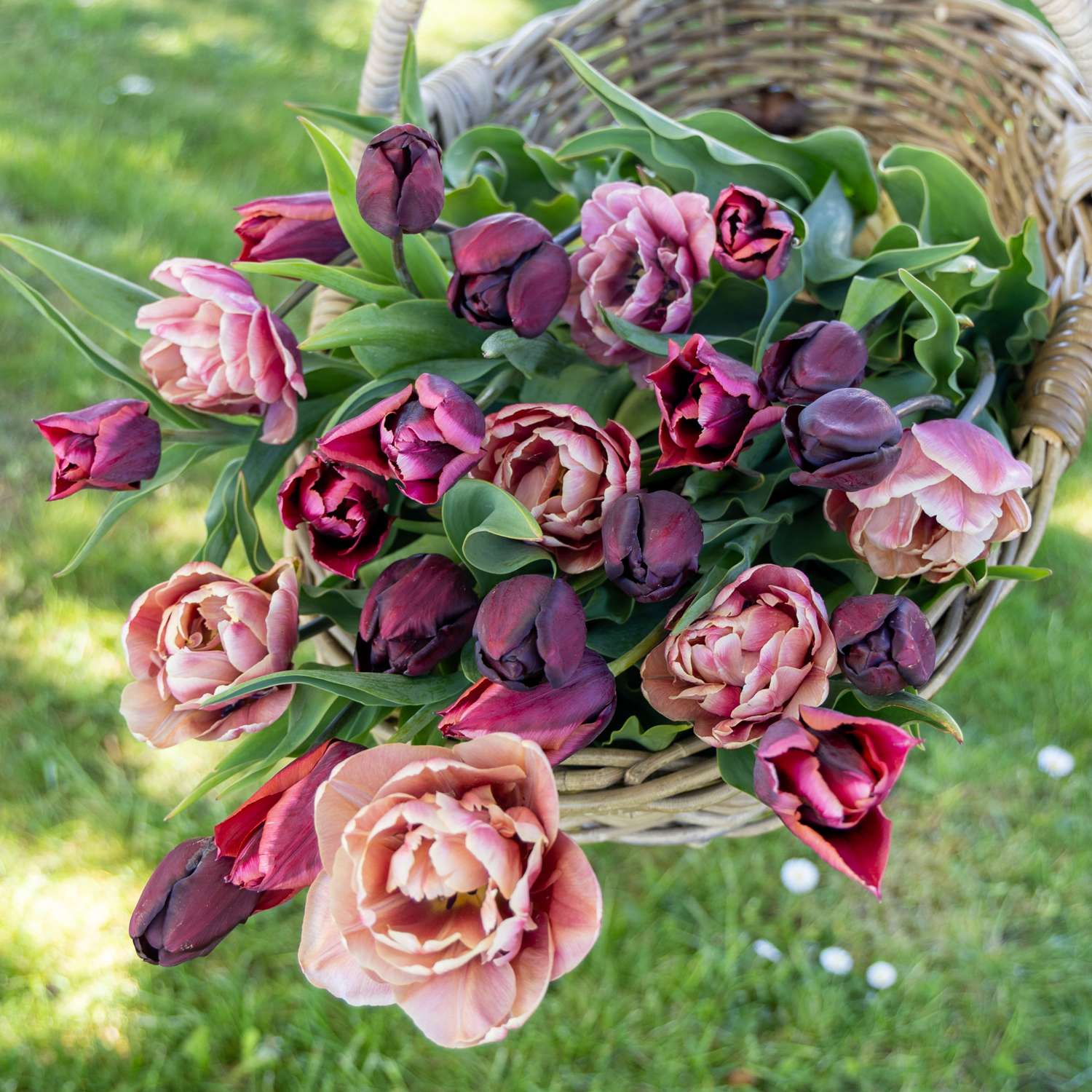 Tulipanblanding 'Mulled Wine'
